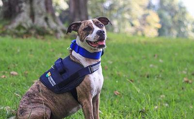 herramientas legales opt