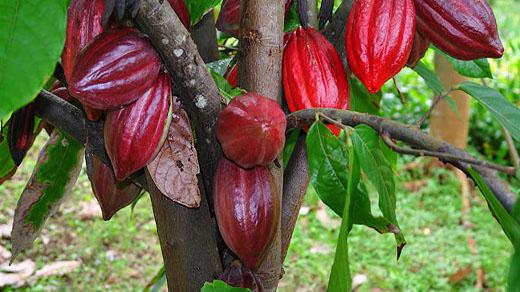 cacao c