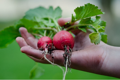 Agricultura opt