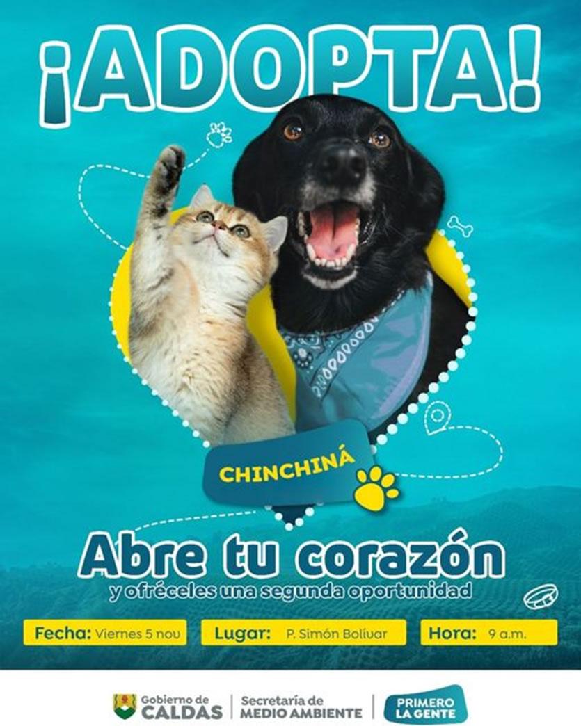 adopta chinchina