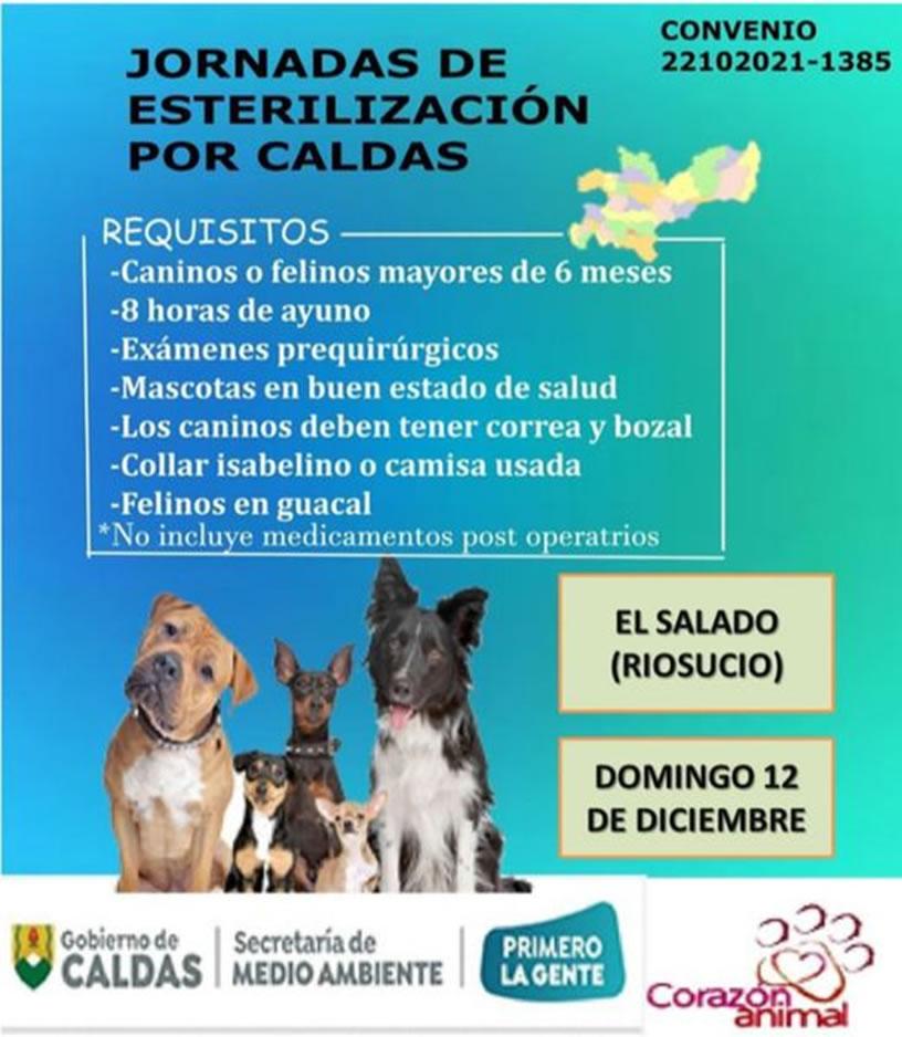 esterilizacion salado