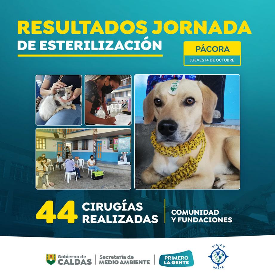esterilizacion pacora