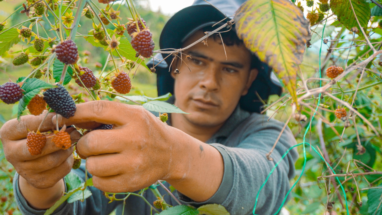 Secretaria de Agricultura de Caldas lidera ejecucion sectorial del Plan de Desarrollo: tiene un avance del 76,22%