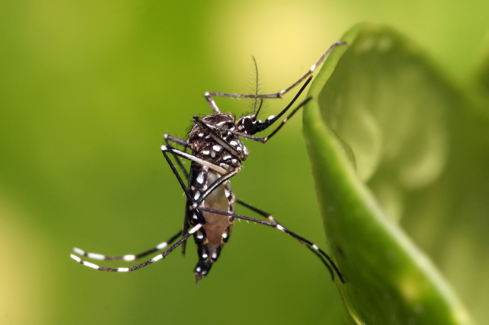 Territorial de Salud de Caldas refuerza acciones de prevencion ante los 77 casos confirmados de dengue