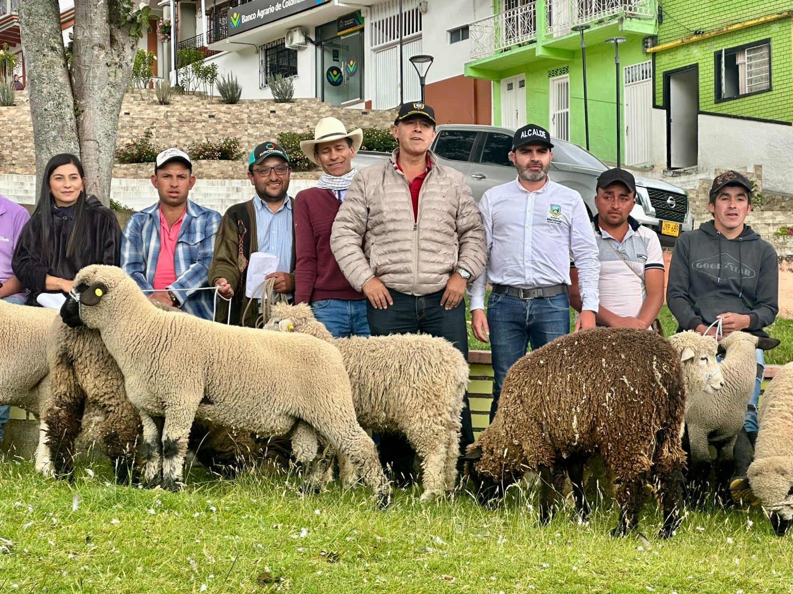 Gobierno de Caldas entrego 33 reproductores para fortalecer la produccion ovina en Marulanda